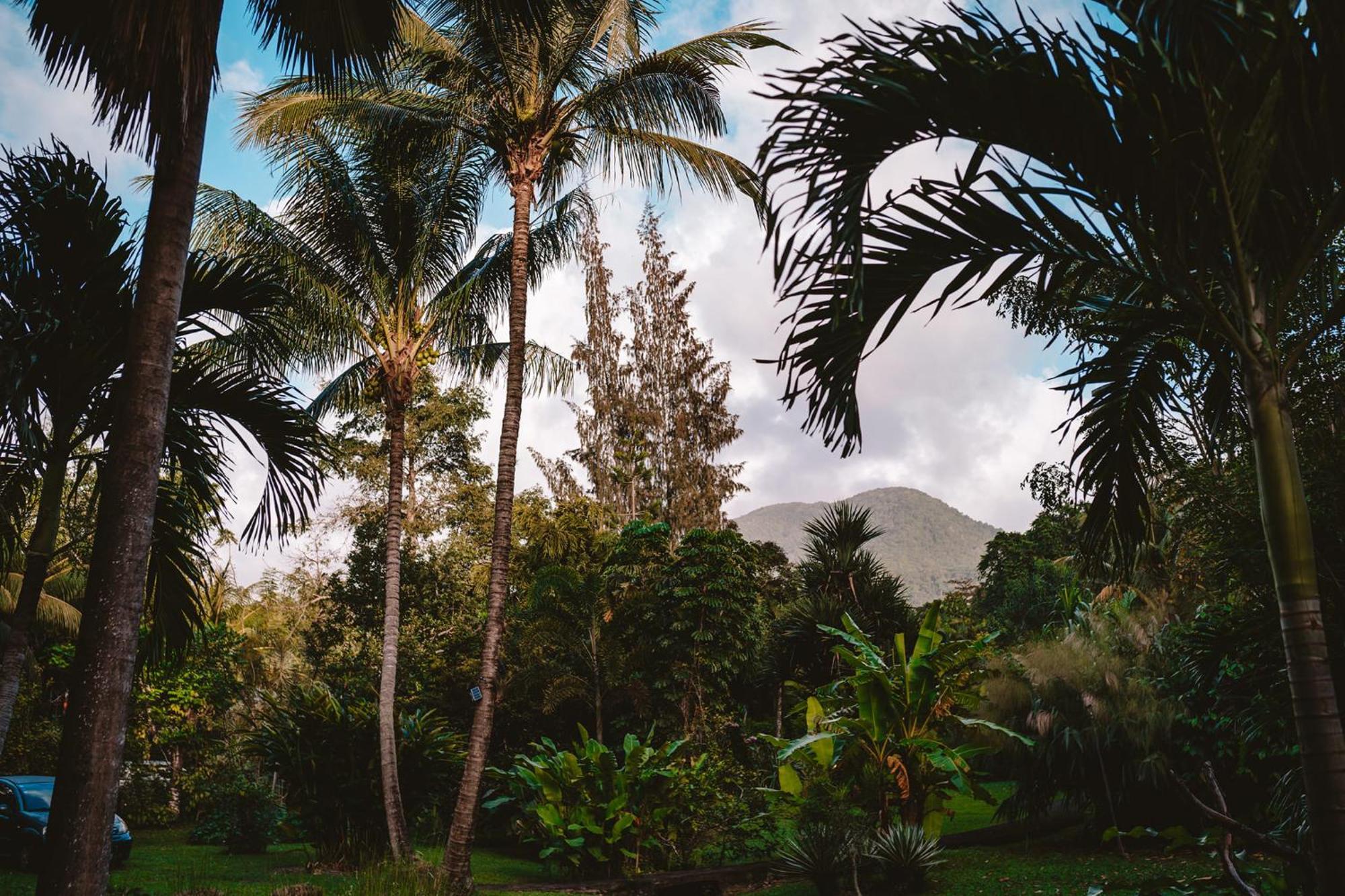 West Indies Cottage ปวงต์-นัวร์ ภายนอก รูปภาพ